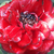 Roșu - Trandafiri miniatur - pitici - Zenta